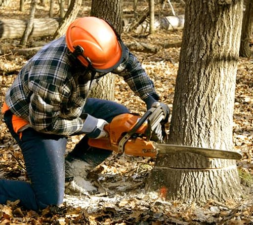 Tree Removal in Coventry, VT